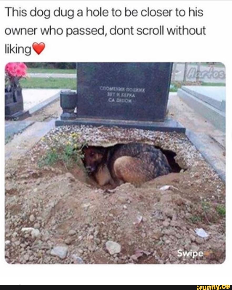 This dog dug a hole to be closer to his owner who passed, dont scroll without liking