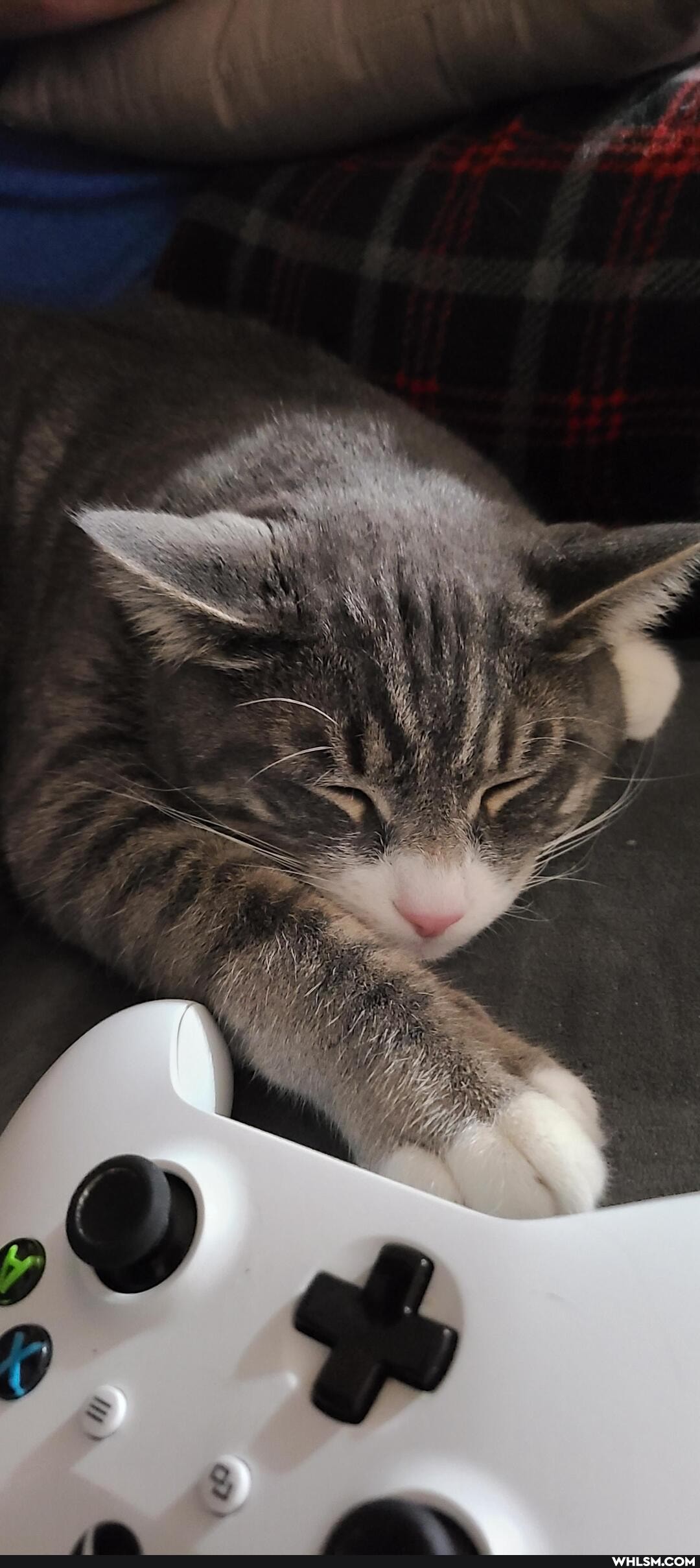 cat, mildly_interesting, gaming