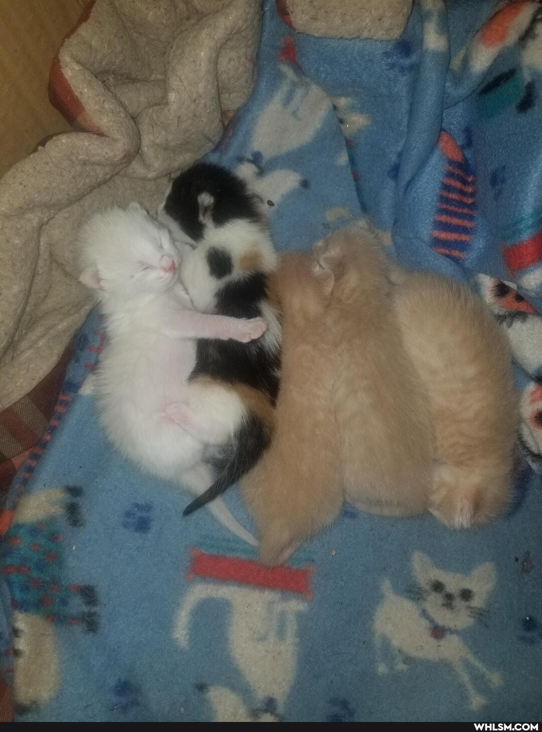 kitten, kitty, baby_animals, cute_animal