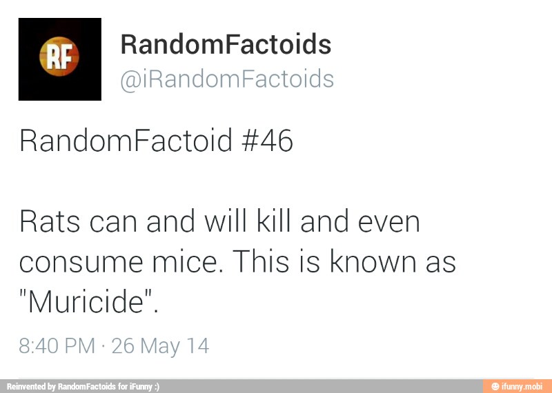 Rats can and will kill and even
consume mice. This is known as
"Muricide".