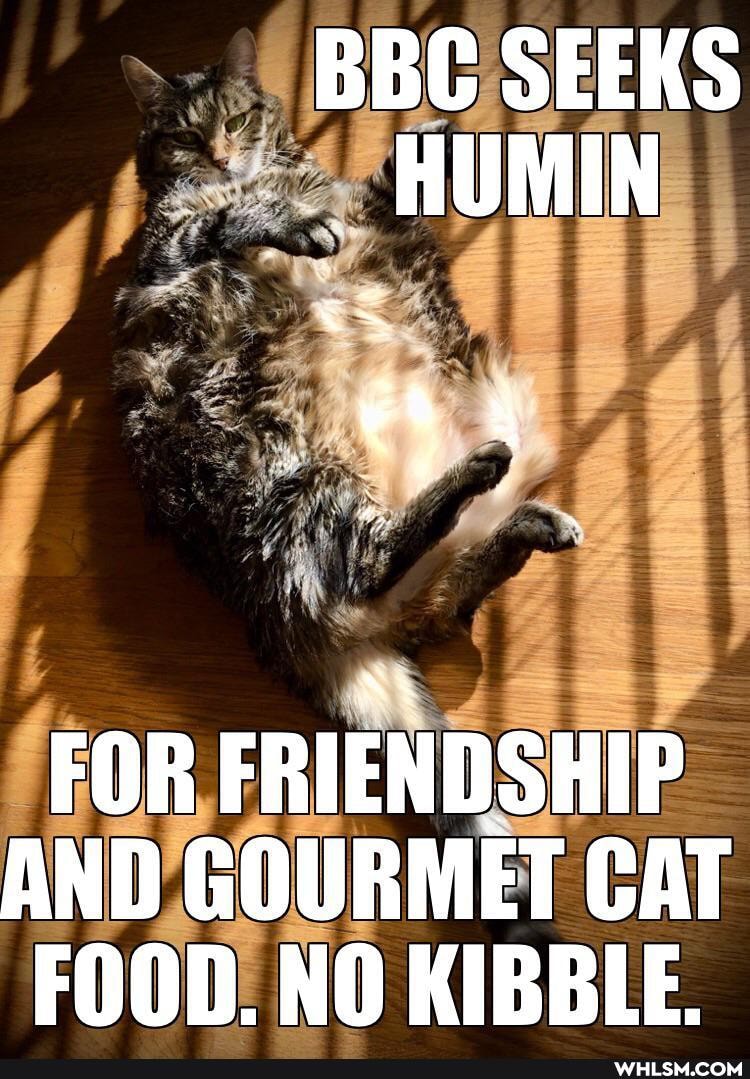 BBC SEEKS
FOR FRIENDSHIP AND GOURMET CAT FOOD. NO KIBBLE.