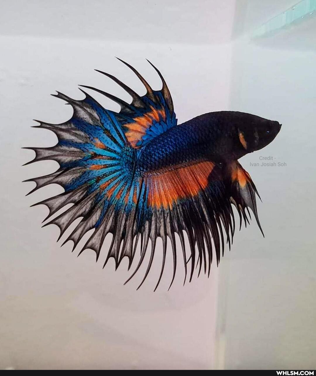 mildly_interesting, amazing, wow, fish