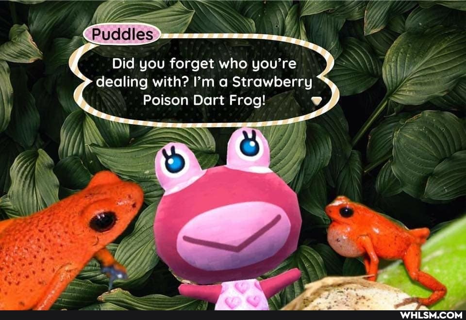 Did you forget who you're Wy dealing with? I'm a Strawberry 4
Poison Dart Frog!