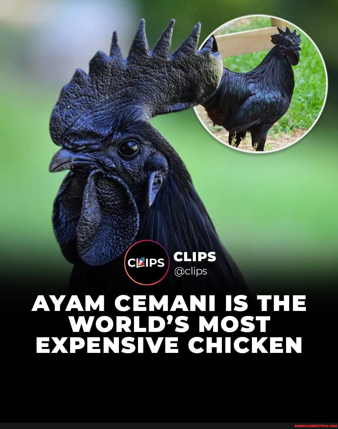 The Ayam Cemani stands as a distinct and rare chicken breed hailing ...