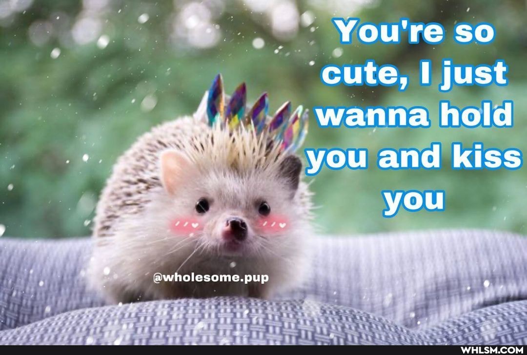 You're so cute, just wanna hold you and kiss you
awholesome.pup