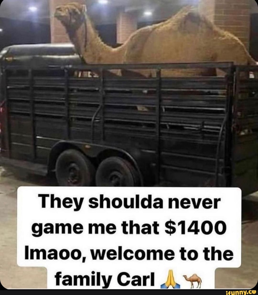 They shoulda never
game me that $1400
Imaoo, welcome to the family Carl