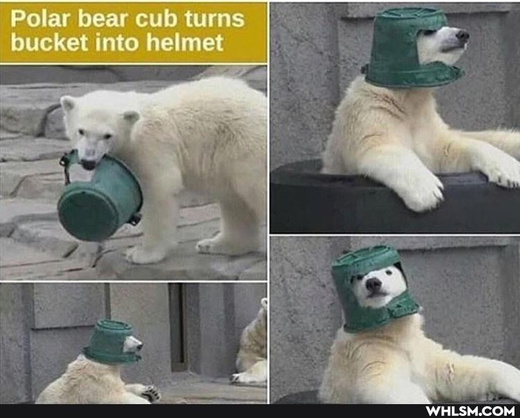 Polar bear cub turns bucket into helmet