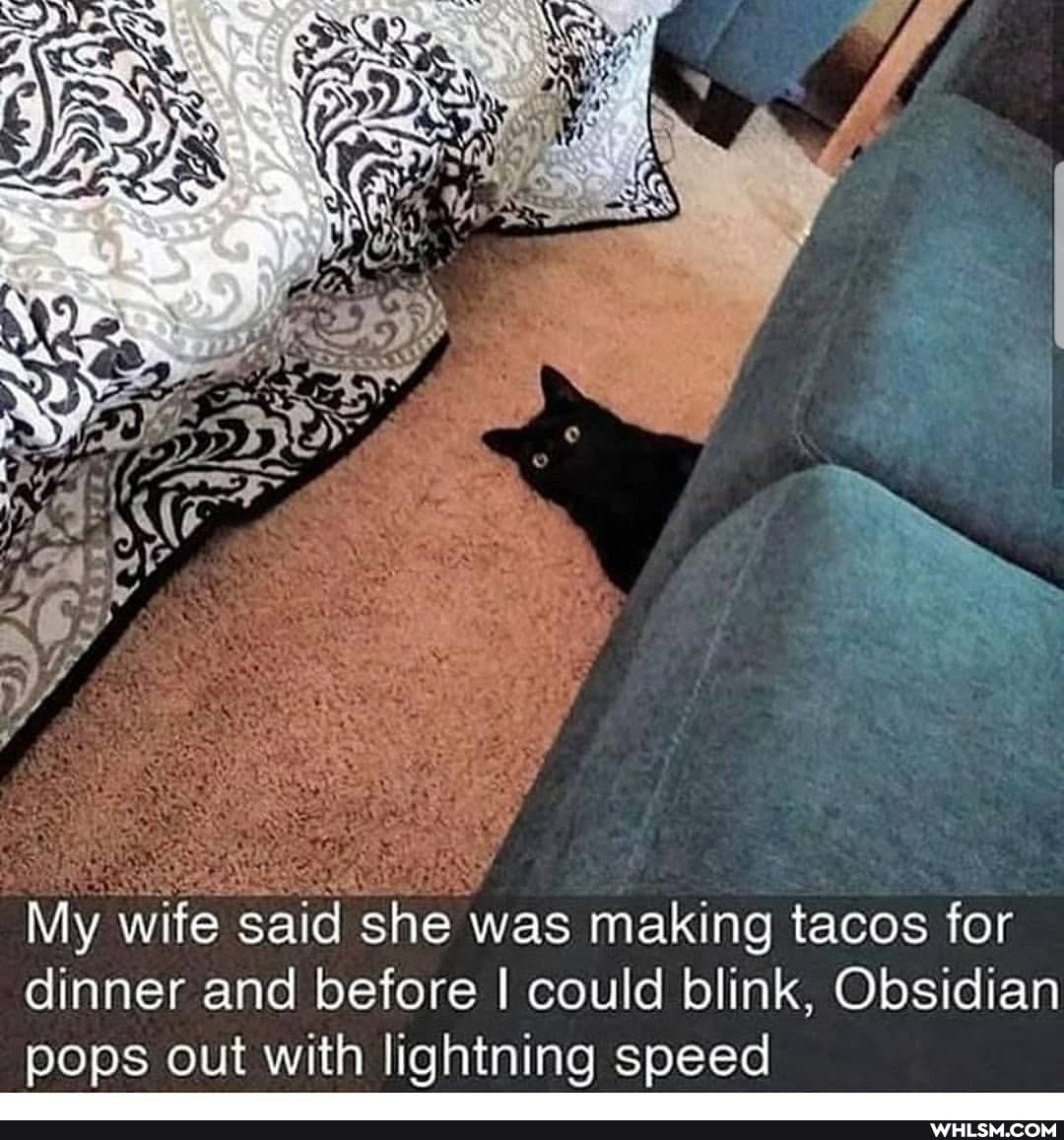 My wife said she was making tacos for dinner and before I could blink, Obsidian pops out with lightning speed