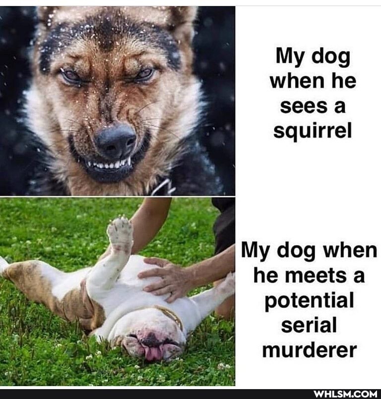 My dog when he sees a squirrel
My dog when he meets a potential serial murderer