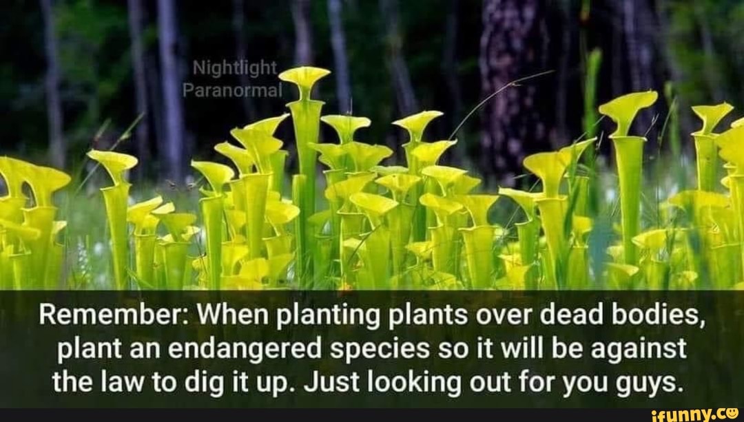plant an endangered species so it will be against
the law to dig it up. Just looking out for you guys.