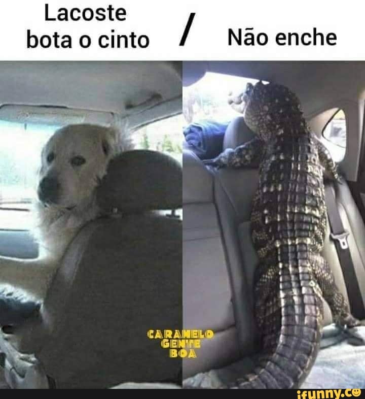 Lacoste bota o cinto Não enche
CARAMELO,
SENTE