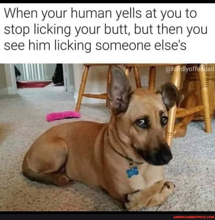When your human yells at you to stop licking your butt, but then you see him licking someone else's
ied
