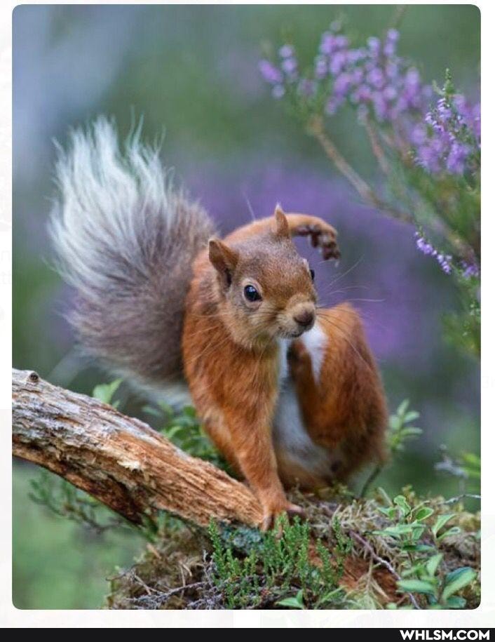 squirrel, nature, superhero