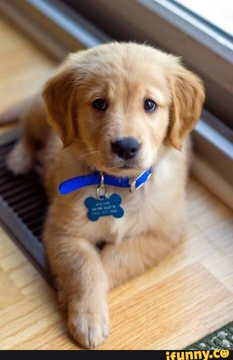 puppo, goldenretriever, goldenretrieverpuppy, puppies