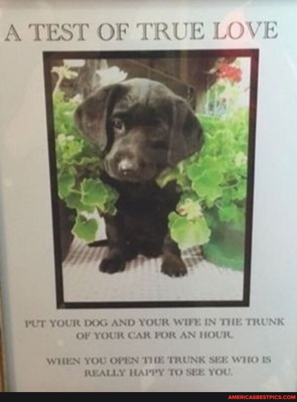A TEST OF TRUE LOVE
LOVE
PUT YOUR DOG AND YOUR WIFE IN THE TH OF YOUR CAR FOR AN HOUR
WHEN YOU OPEN THE TRUNK SEE WIO REALLY HAY TO SEE YOU