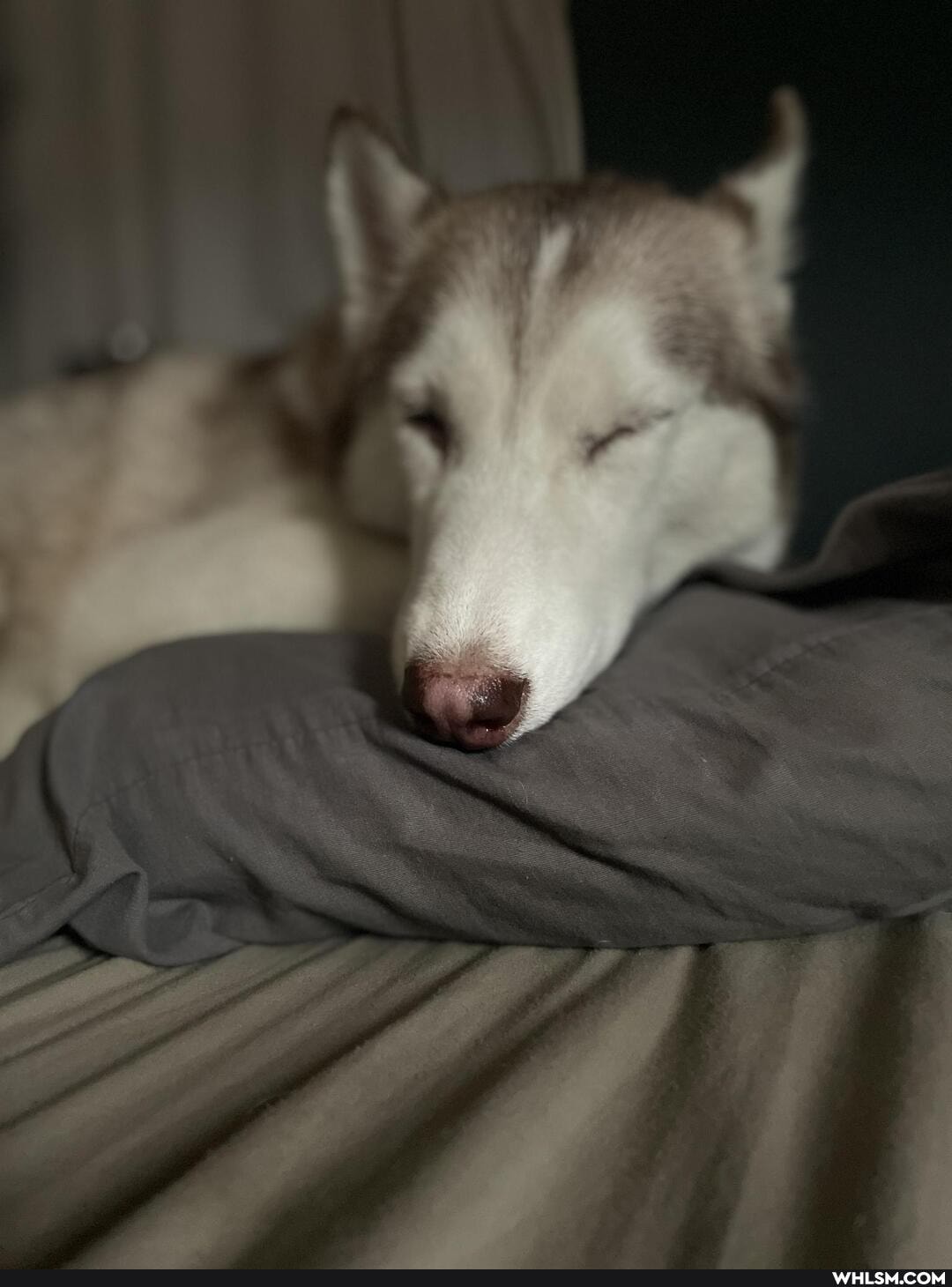 dog, aww, husky, pets