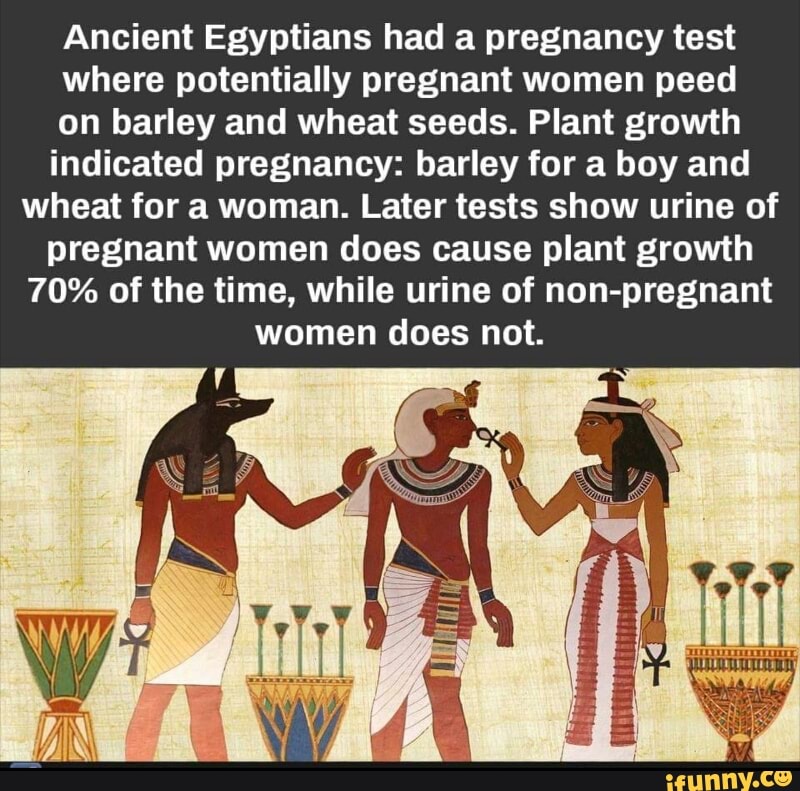 Ancient Egyptians Had A Pregnancy Test Where Potentially Pregnant Women Peed On Barley And Wheat