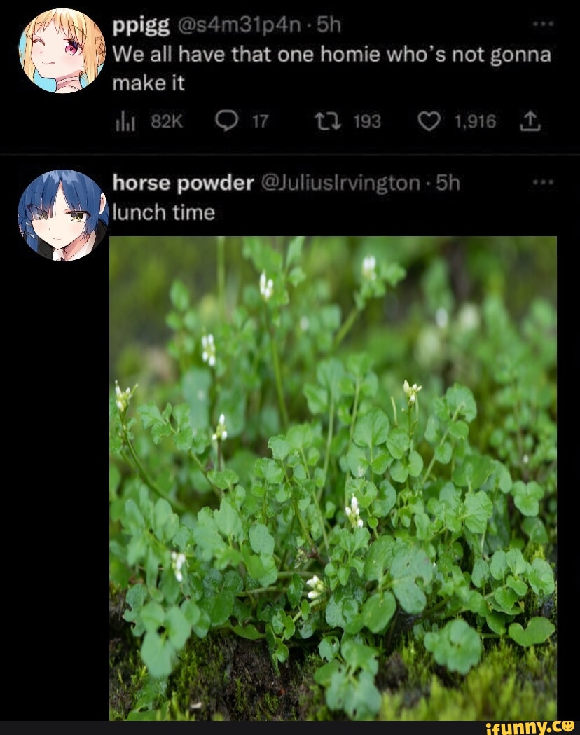 Ppigg S4m3ip4n Sh We All Have That One Homie Who S Not Gonna Make It