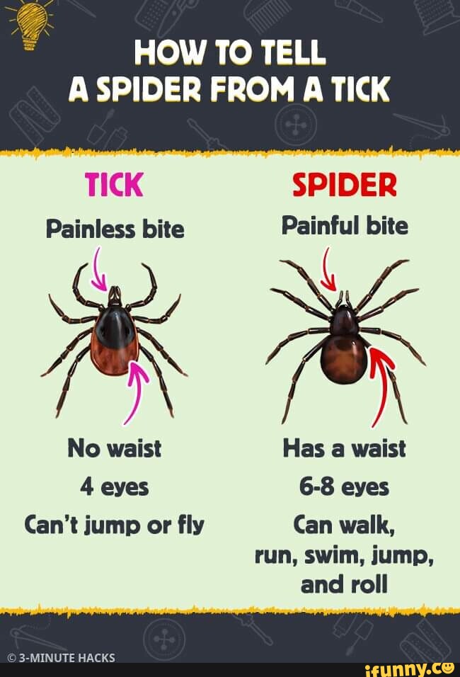 HOW TO TELL A SPIDER FROM A TICK TICK SPIDER Painless bite Painful bite ...