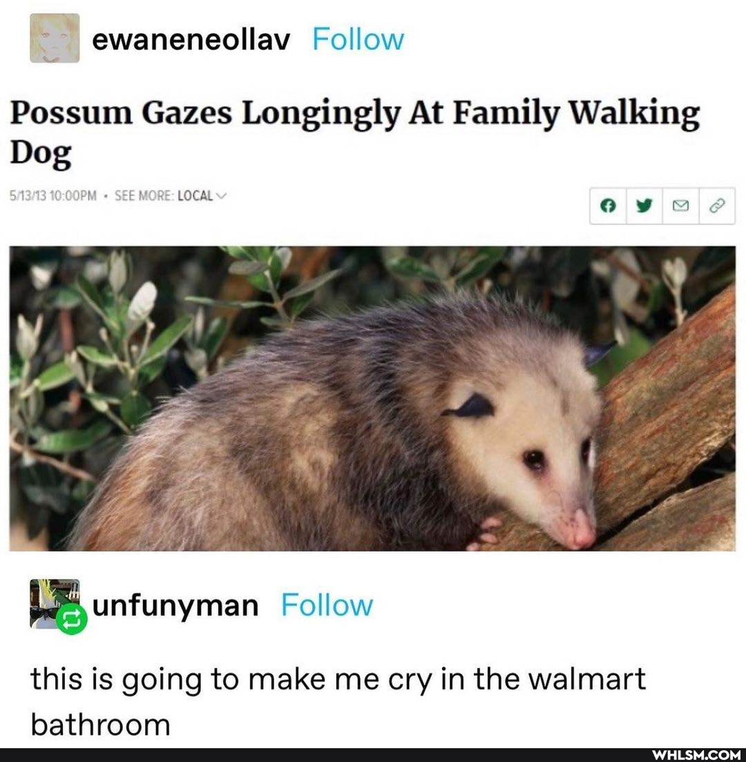 ewaneneollav Follow
SEE MORE LOCAL
Possum Gazes Longingly At Family Walking
Dog
Follow
this is going to make me cry in the walmart bathroom