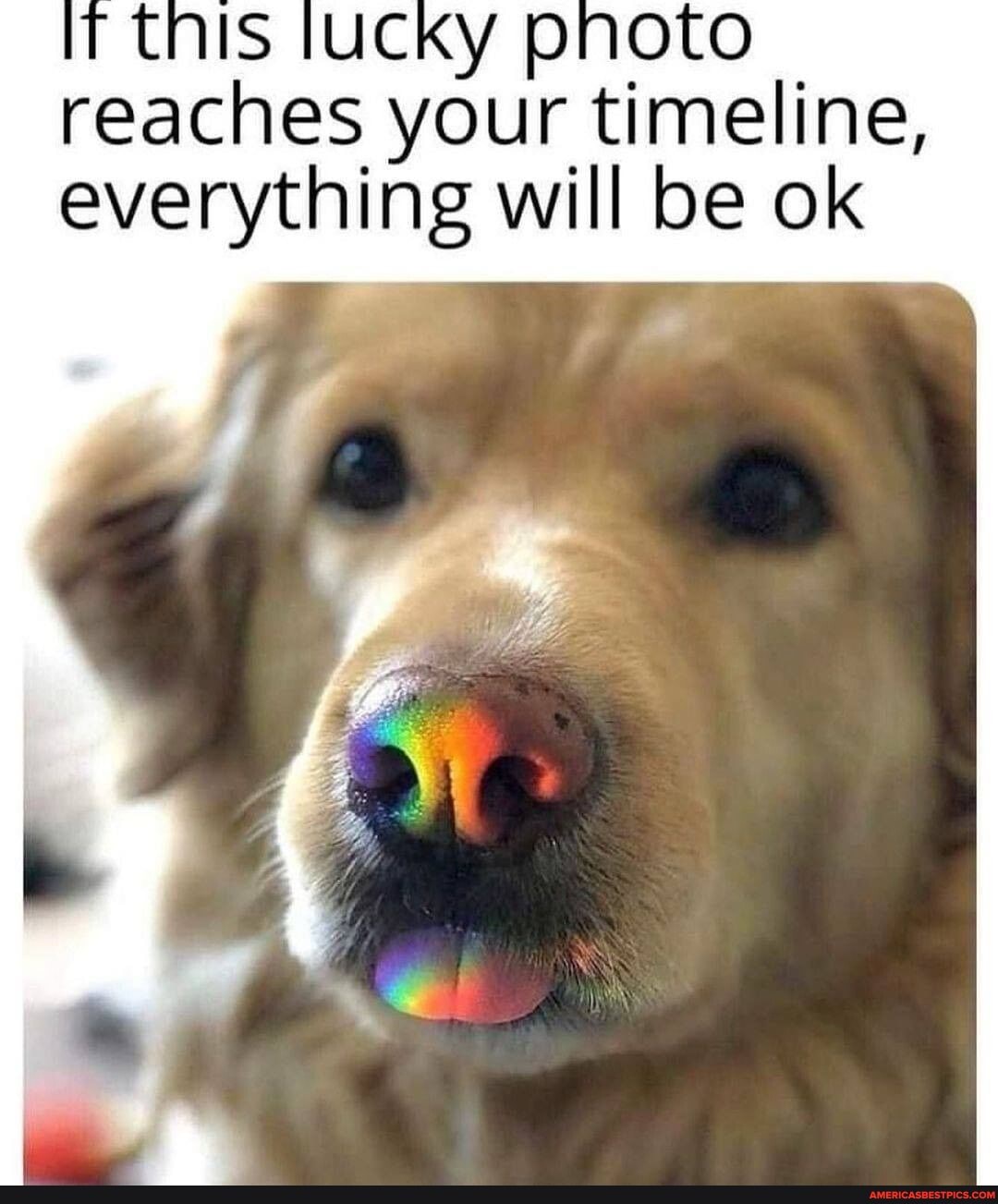 this lucky pnoto reaches your timeline, everything will be ok