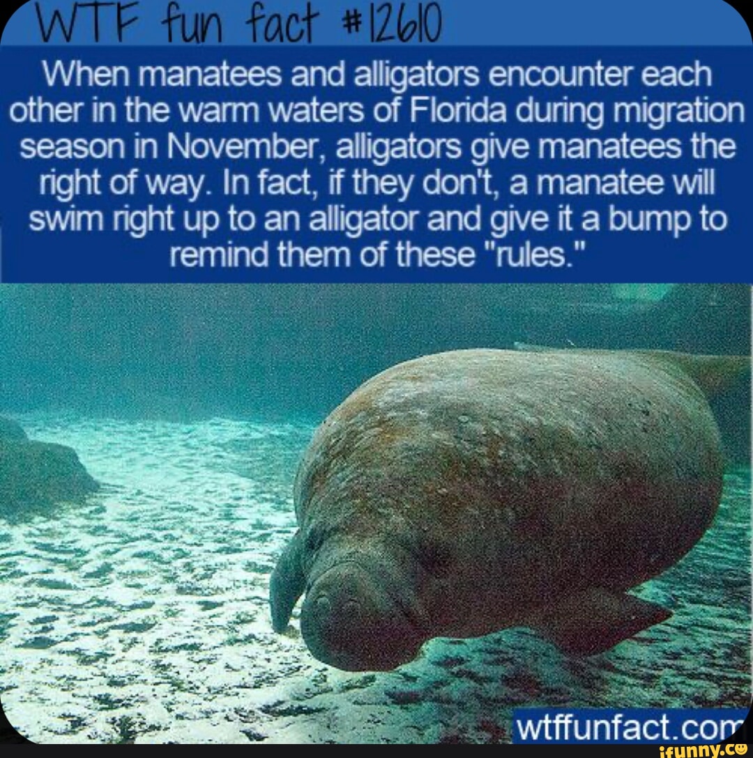 When manatees and alligators encounter each other in the warm waters of ...