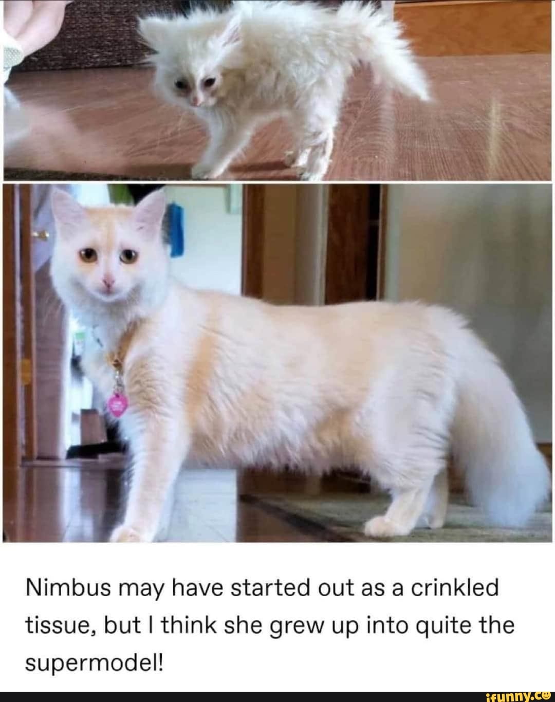 Nimbus may have started out as a crinkled
tissue, but I think she grew up into quite the
supermodel!