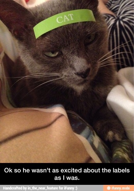 Ok so he wasn't as excited about the labels - Ok so he wasn't as excited about the labels as I was.