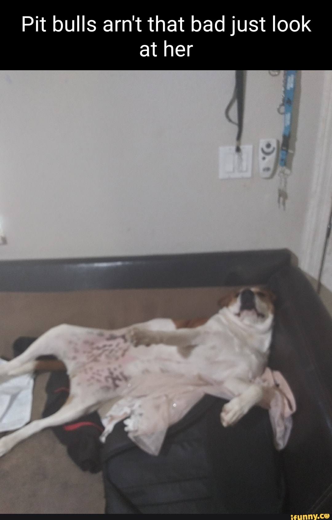 Pit bulls arn't that bad just look at her