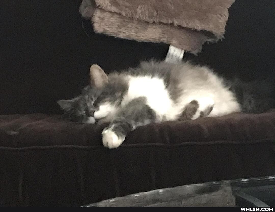 funny, cat, beautiful, franksriracha