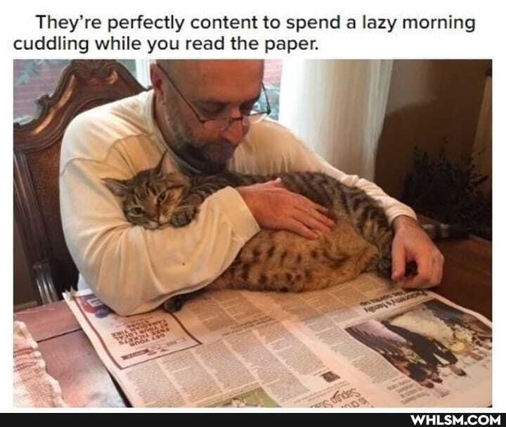 They're perfectly content to spend a lazy morning cuddling while you read the paper.