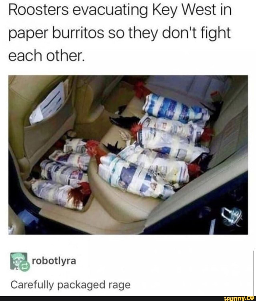 Roosters evacuating Key West in
paper burritos so they don't fight
each other.
EA, robotlyra
Carefully packaged rage