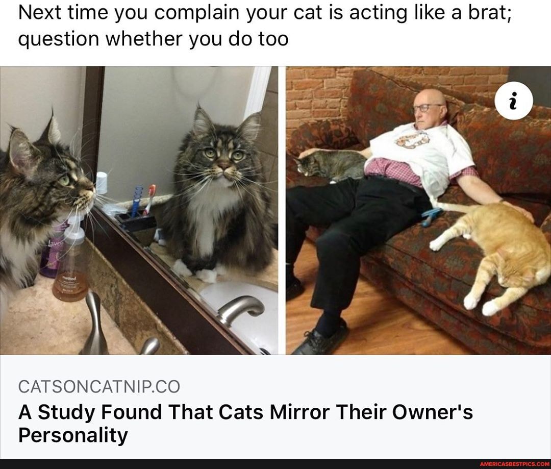 Next time you complain your cat is acting like a brat; question whether you do too
CATSONCATNIP.CO
A Study Found That Cats Mirror Their Owner's
Personality