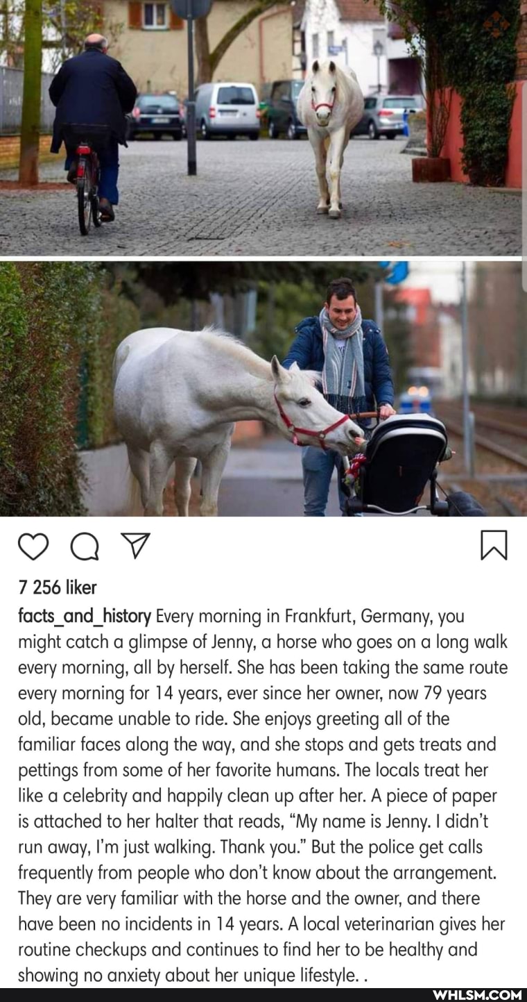 7 256 liker
facts_and_history Every morning in Frankfurt, Germany, you might catch a glimpse of Jenny, a horse who goes on a long walk every morning, all by herself. She has been taking the same route every morning for 14 years, ever since her owner, now 79 years old, became unable to ride. She enjoys greeting all of the familiar faces along the way, and she stops and gets treats and pettings from some of her favorite humans. The locals treat her like a celebrity and happily clean up after her. A piece of paper is attached to her halter that reads, "My name is Jenny. I didn't run away, I'm just walking. Thank you." But the police get calls frequently from people who don't know about the arrangement.
They are very familiar with the horse and the owner, and there have been no incidents in 14 years. A local veterinarian gives her routine checkups and continues to find her to be healthy and