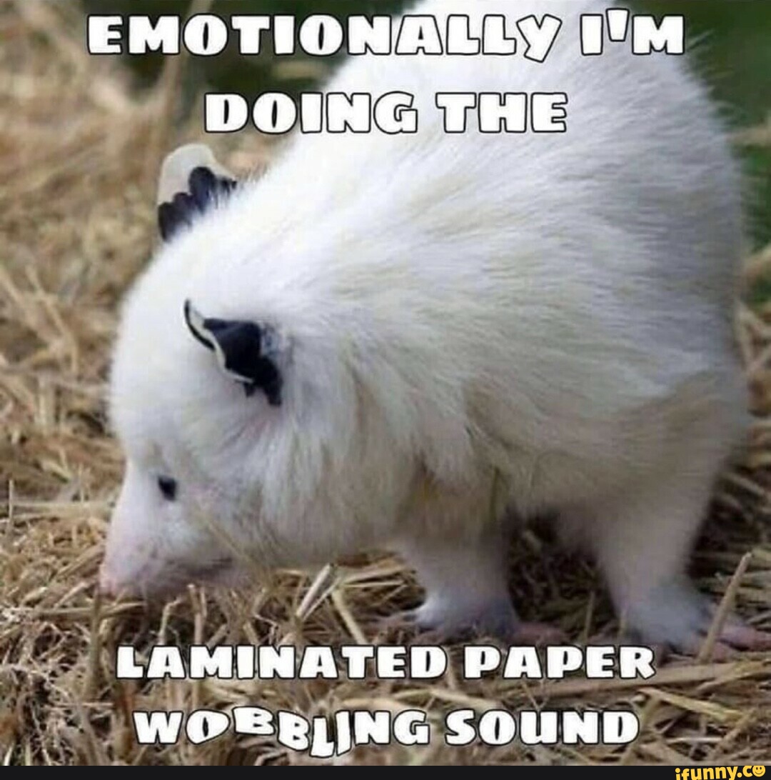 Laminated memes. Best Collection of funny Laminated pictures on iFunny