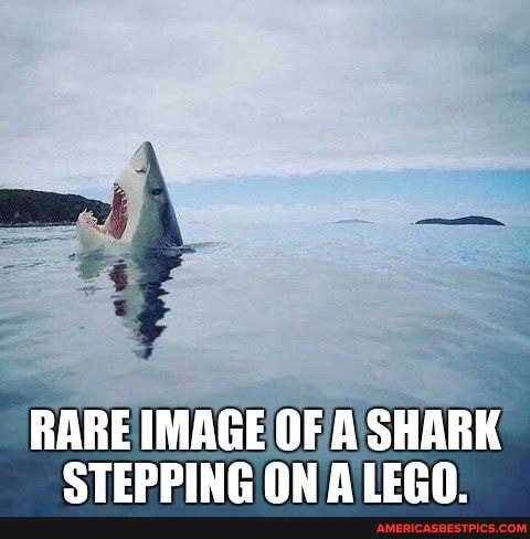 RARE IMAGE OF A SHARK STEPPING ON A LEGO.