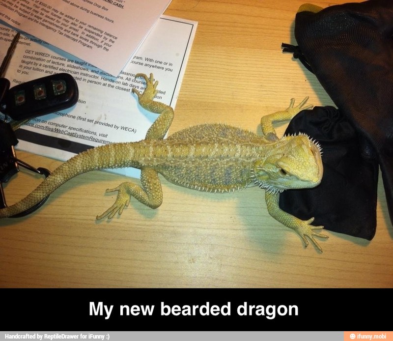 My new bearded dragon