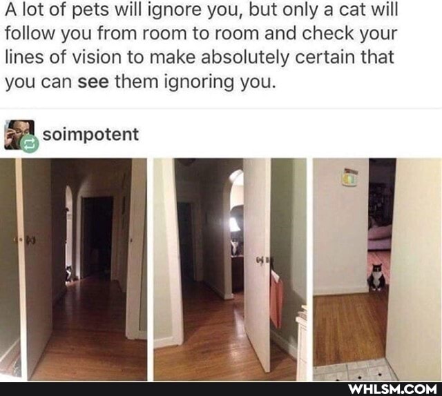 A lot of pets will ignore you, but only a cat will follow you from room to room and check your lines of vision to make absolutely certain that you can see them ignoring you.
soimpotent