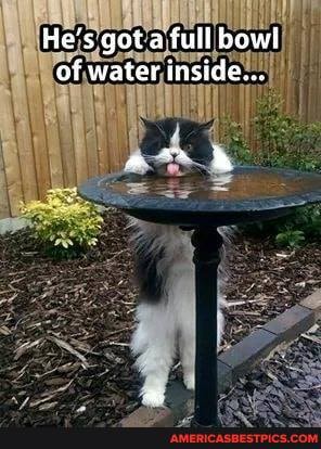 He's got a full bowl of water inside...