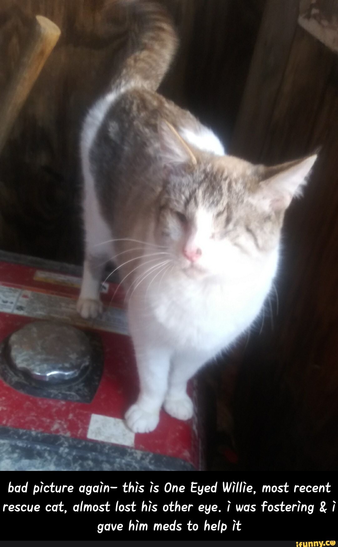 bad picture again- this is One Eyed Willie, most recent
rescue cat, almost lost his other eye. i was
fostering i
gave him meds to help it - bad picture again- this is One Eyed Willie, most recent rescue cat, almost lost his other eye. i was fostering & i gave him meds to help it