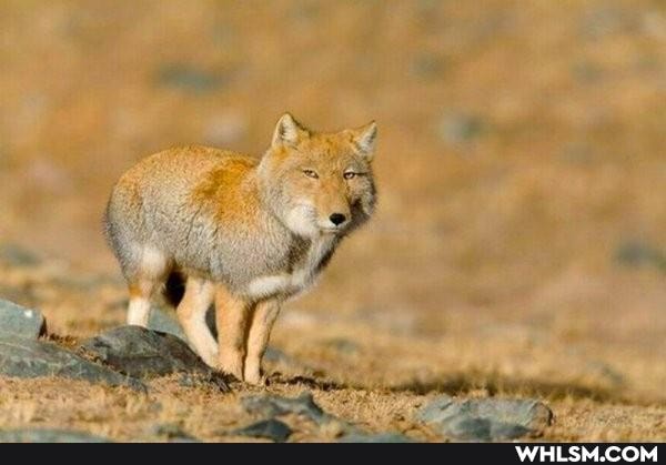 tibetan_fox, vulpes_ferrilata, tibetan_sand_fox