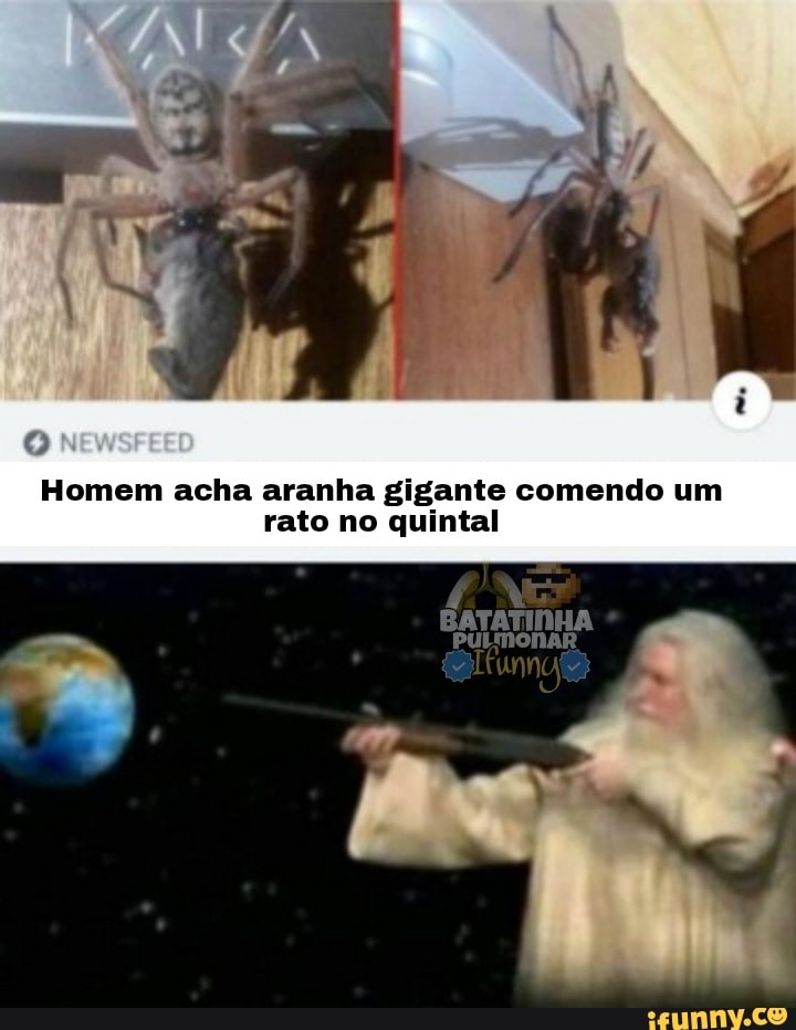 Homem acha aranha gigante comendo um rato no quintal