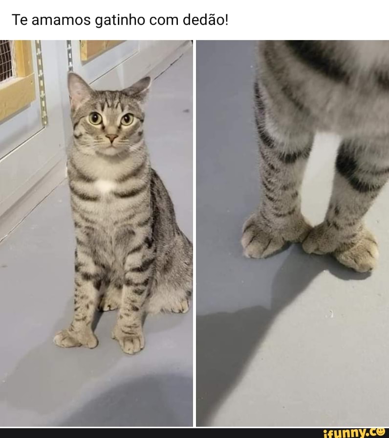 Te amamos gatinho com dedão!