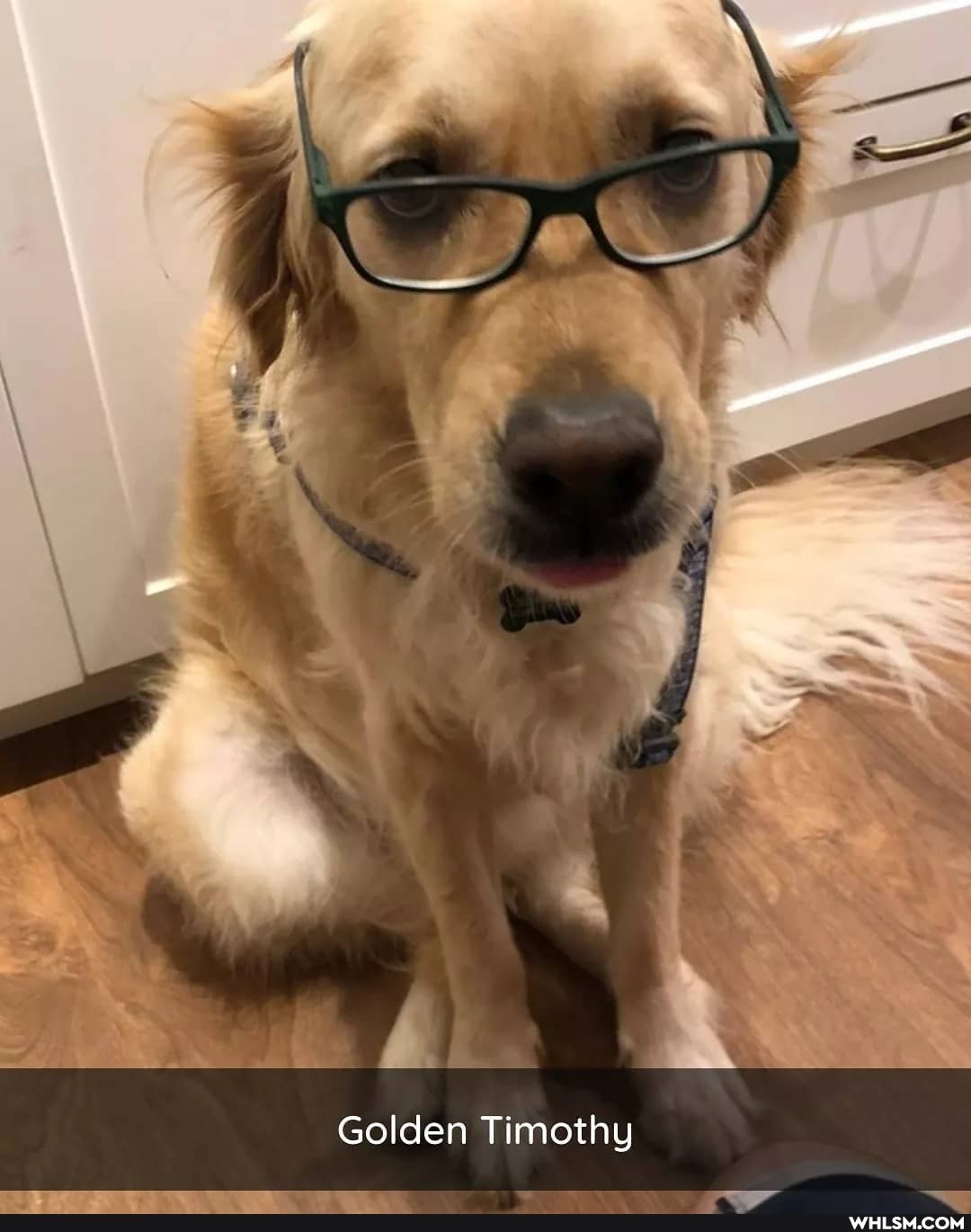 Golden Timothy