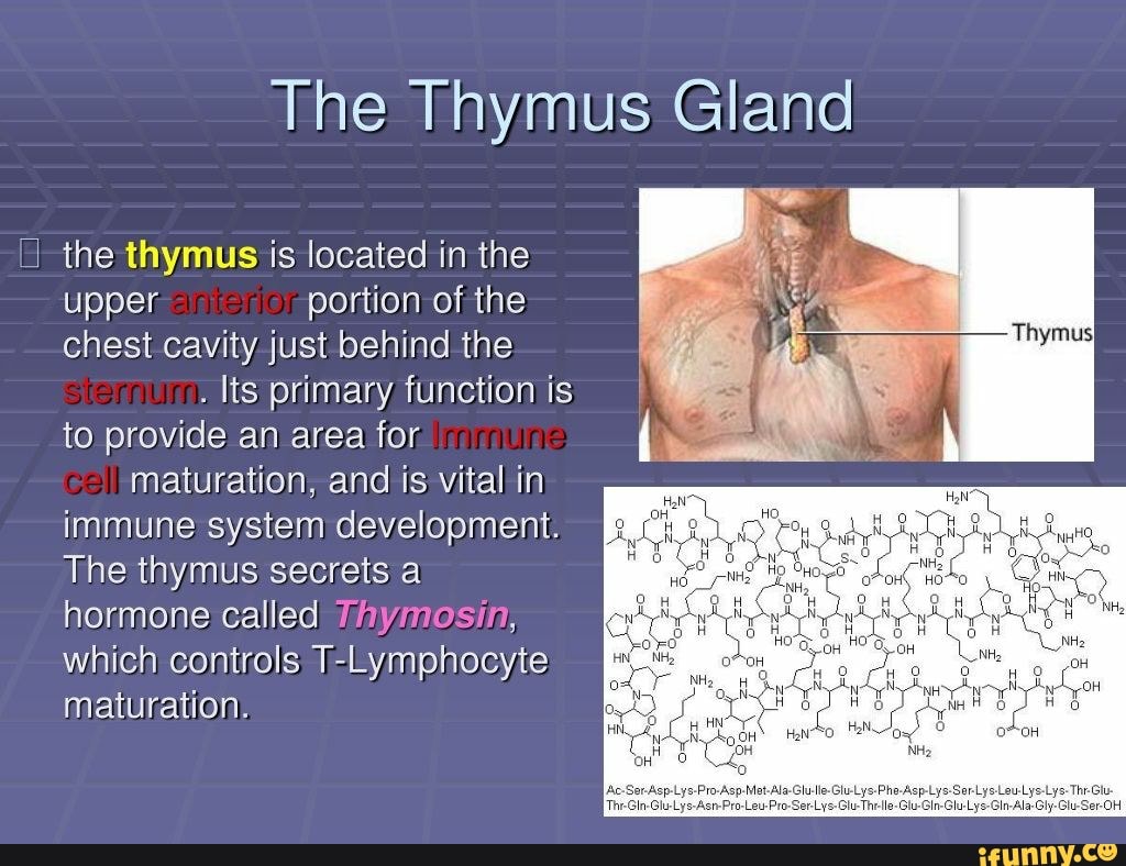 The Thymus Gland the thymus is located in the upper or portion of the