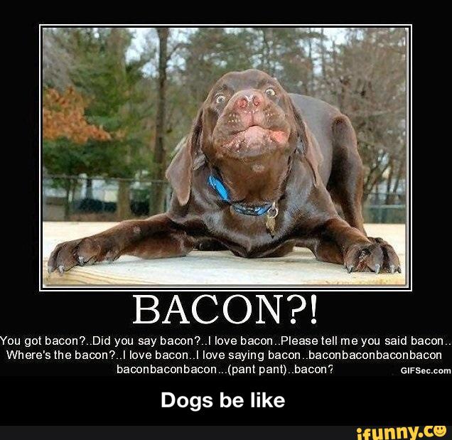 BACON?!
You gol bacon'l, Did you say bacon? ,I love bacon Please tell me you said bacon
.
Where's Ihe baoon’l, I love bacon I love saying bacon baconbaconbaoonbacon
bamnbaconbacon.,.(panI paul) bacon”! &anch
Dogs be like - Dogs be like