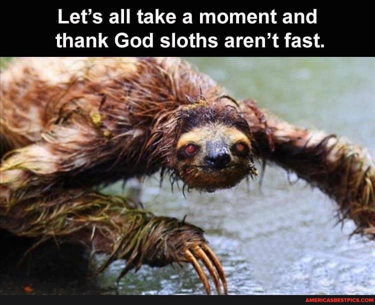 Let's all take a moment and thank God sloths aren't fast.