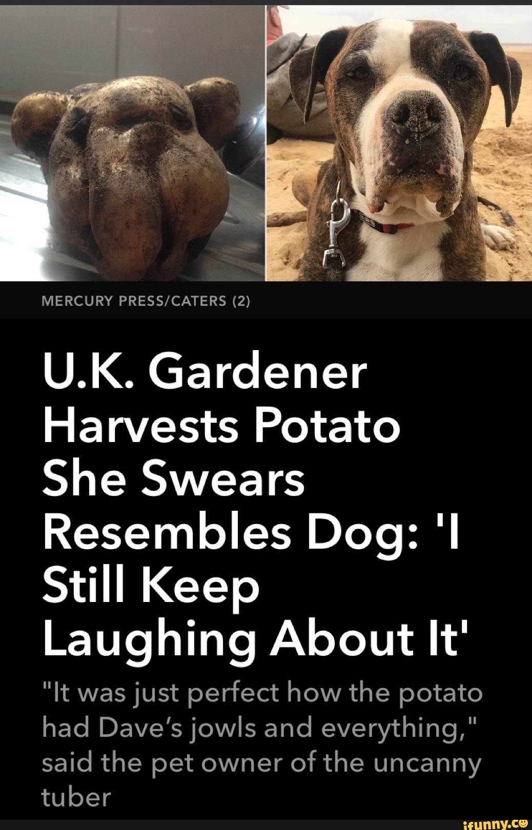 MERCURY (2)
U.K. Gardener
Harvests Potato
She Swears
Resembles Dog:
Still Keep
Laughing About It'
"It was just perfect how the potato had Dave's jowls and everything," said the pet owner of the uncanny tuber