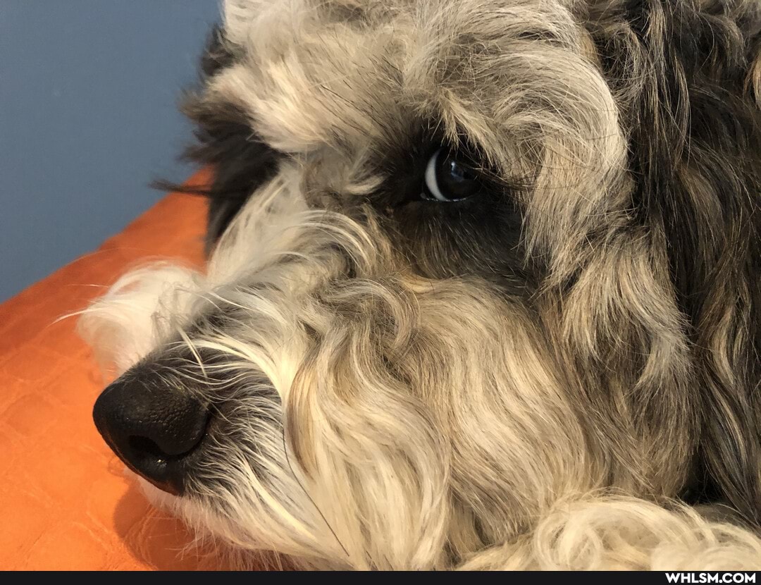 wholesome, wholesomeday, wholesome_memes, doggo