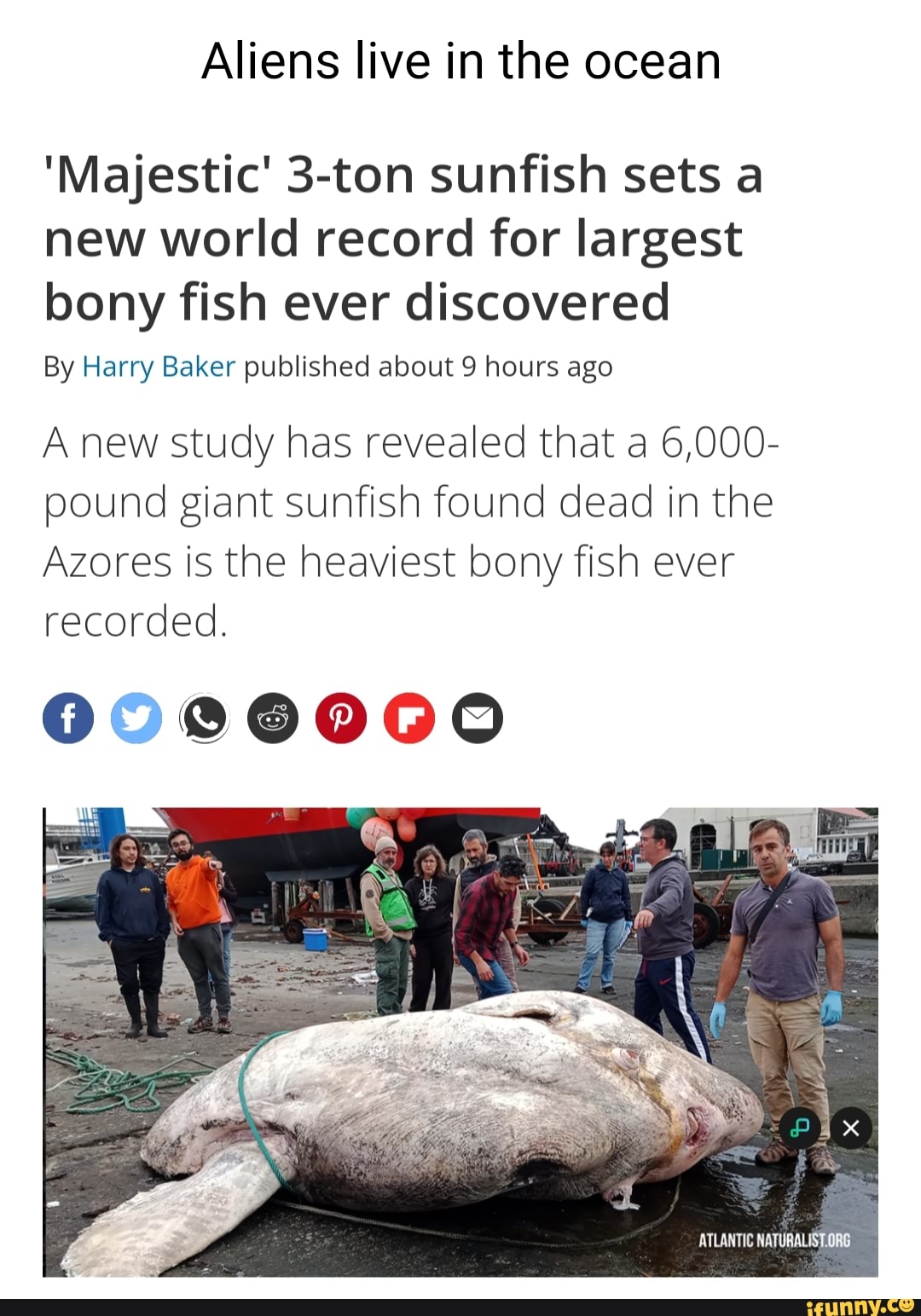 Giant 6,000-pound sunfish sets world record as largest bony fish